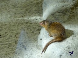 Tiergarten Schönbrunn am 03.10.2025